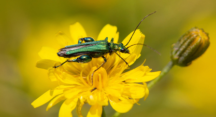 Thick Legged Flower Beetle