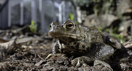 Toad in flower bed.