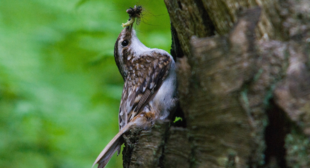 Treecreeper 