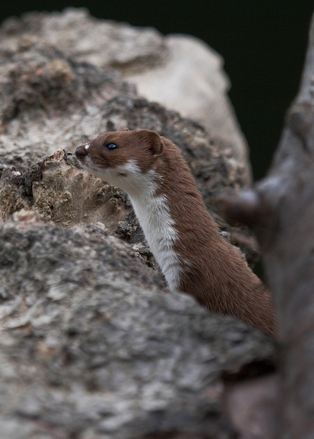 Weasel