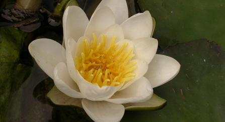 White water lily