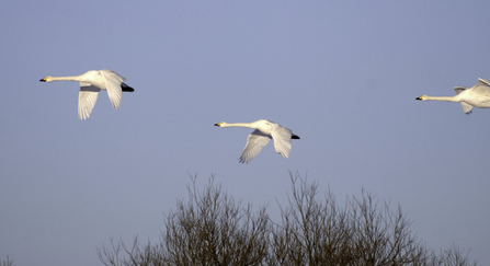 Three Whooper swans in flight.