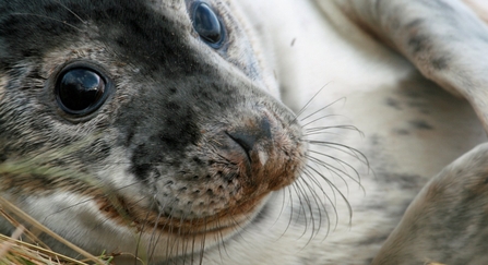 Seal pup 