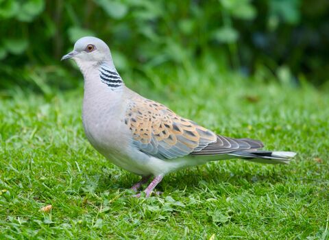 Turtle dove
