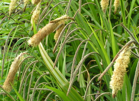 Pendulous Sedge