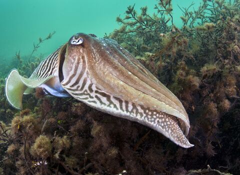 Common Cuttlefish