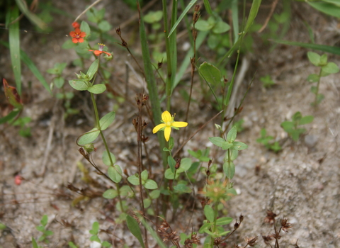  toadflax leaved st johns wort