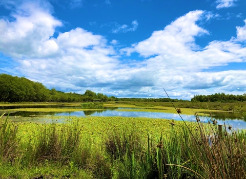 Northern Wetlands at Parc Slip