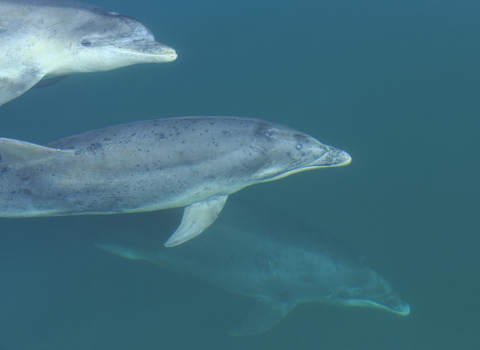 Dolphins swimming next to boat 