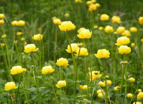 globeflowers