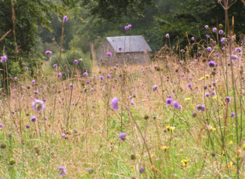 Vicarage Meadows