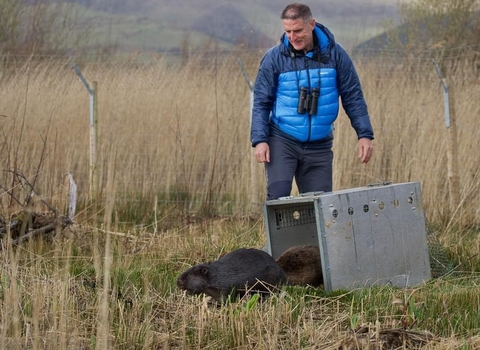 Iolo Williams releasing Beaver