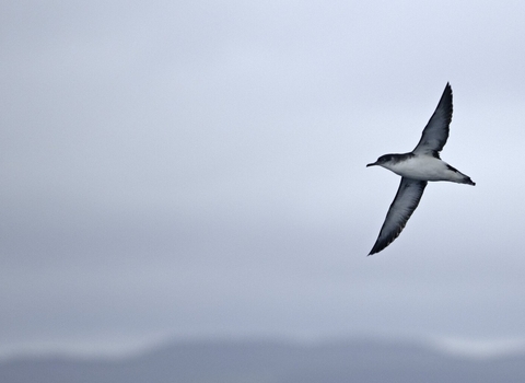 Manx shearwater