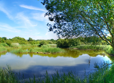 Teifi Marshes 