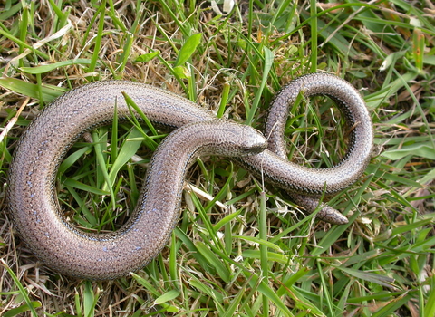 Slow-worm