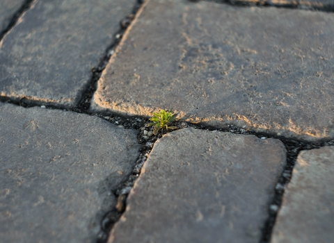 Weed in pavement