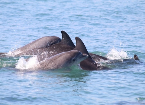 Bottlenose dolphins of Cardigan Bay 