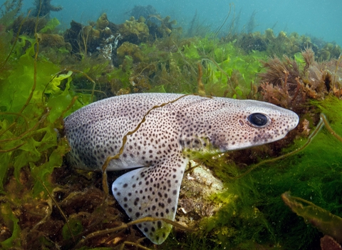 Small-spotted catshark