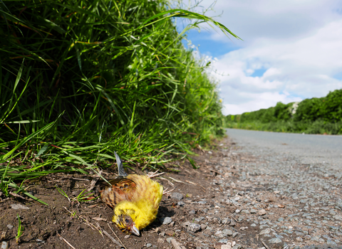 Yellowhammer dead at the side of the road