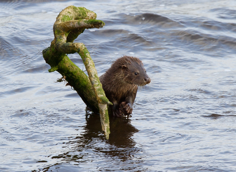 Otter holding on a branch in River Teifi