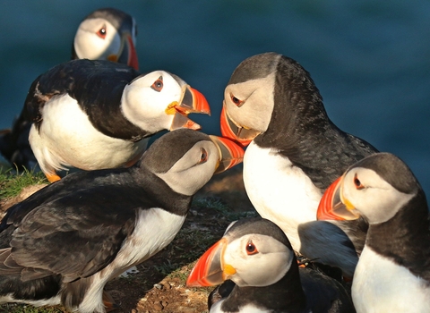 Puffins gathering on Skomer Island