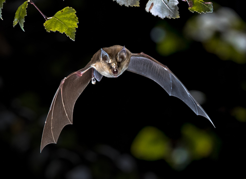 Greater Horseshoe Bat