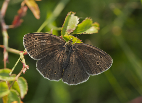 Ringlet Butterfly