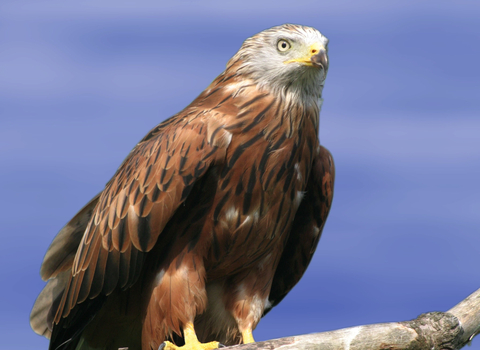 Red Kite sat on branch