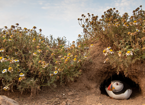 Puffin in burrow
