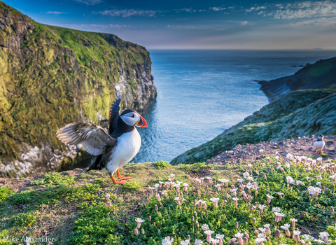 Puffin on skomer 