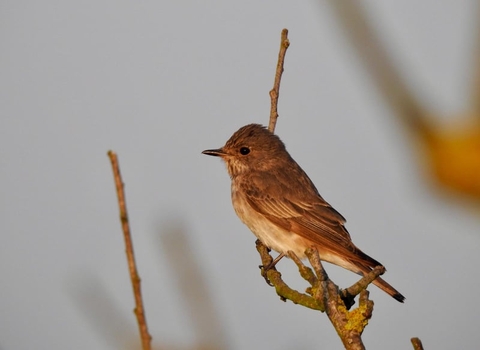 Spotted Flycatcher on a branch.