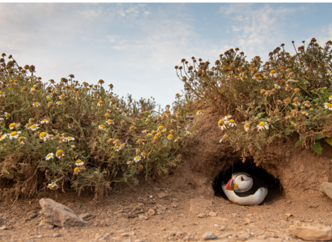 Puffin in a burrow