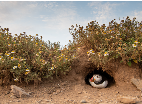 Puffin in a burrow