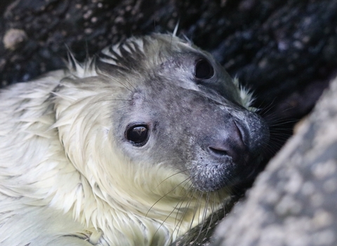 A Grey Seal Pup