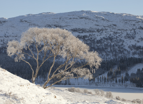 Silver birch tree covered in frost, the Wildlife Trusts