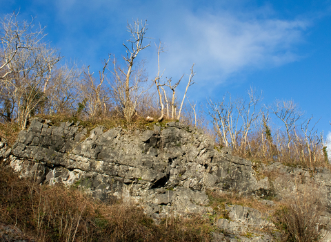 Grey rock face with trees growing on top. The sky is bright blue. 