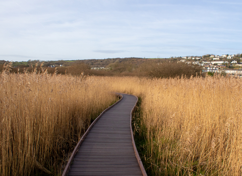 A boardwalk going through a reed bed. There is a town on the hill in the background and a blue sky. 