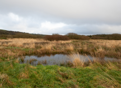 A pond in a marshy grassland on a cloudy winter's day. 