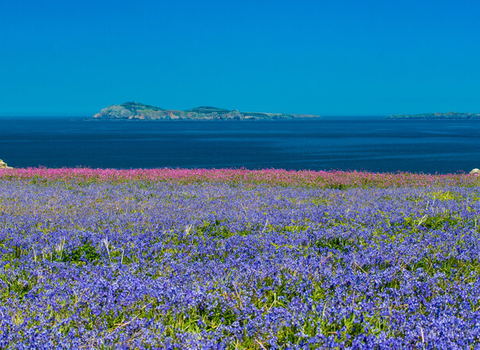 Field of Bluebells on Skomer on a sunny day with Progress Pride flag. 