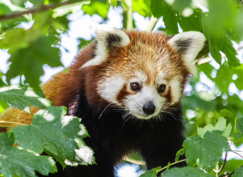 A red panda in a tree. 