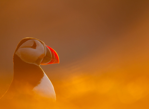 Puffin backlit at sunset. 