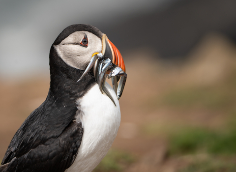 puffin with sand eels in its beak