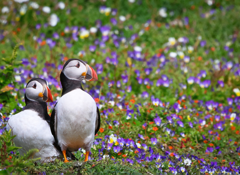 A pair of Puffins in a grassland of purple and orange flowers on Skokholm.