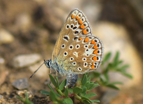 Common blue egg laying