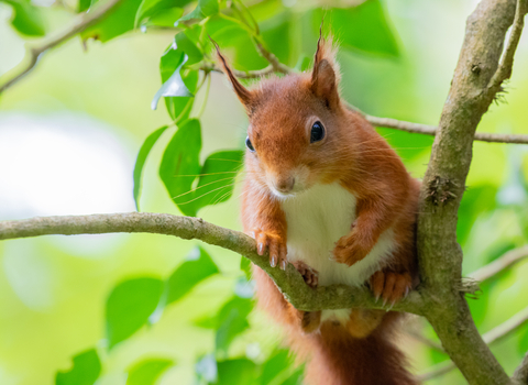 A red squirrel sat on a branch. 
