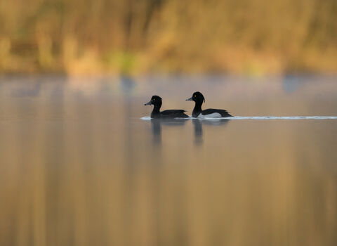 A pair of Tufted Ducks on a pond. 