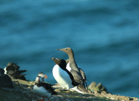 A Guillemot and Razorbill sit on a bank with a Puffin in the foreground.