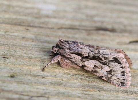 An early grey moth on a wooden fence. 