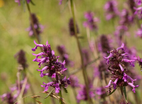 The purple flower spikes of betony growing in a grassland