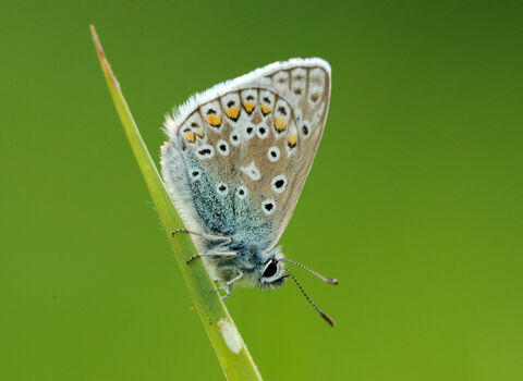 A Common Blue Butterfly on a blade of grass. 